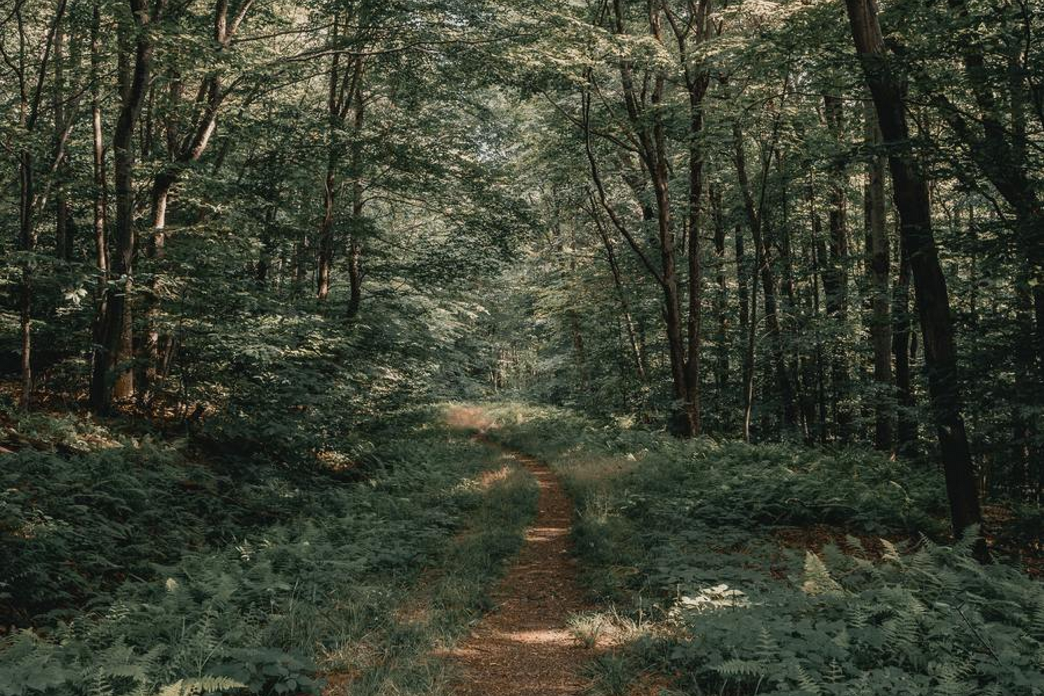 hiking trail in woods