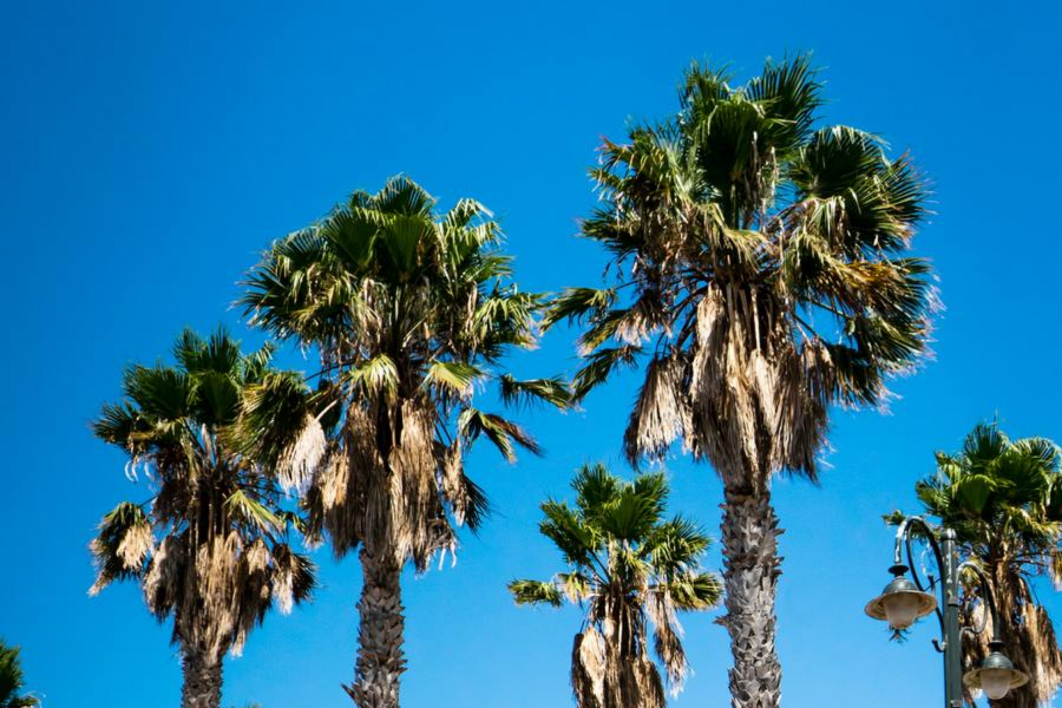 Palm trees